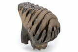 Baby Mammoth Molar - Siberia #269592-3